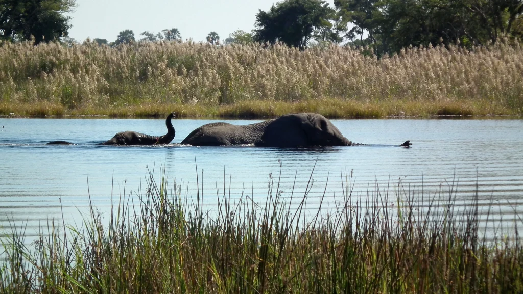 Botswana Discovery - Lodge Safari