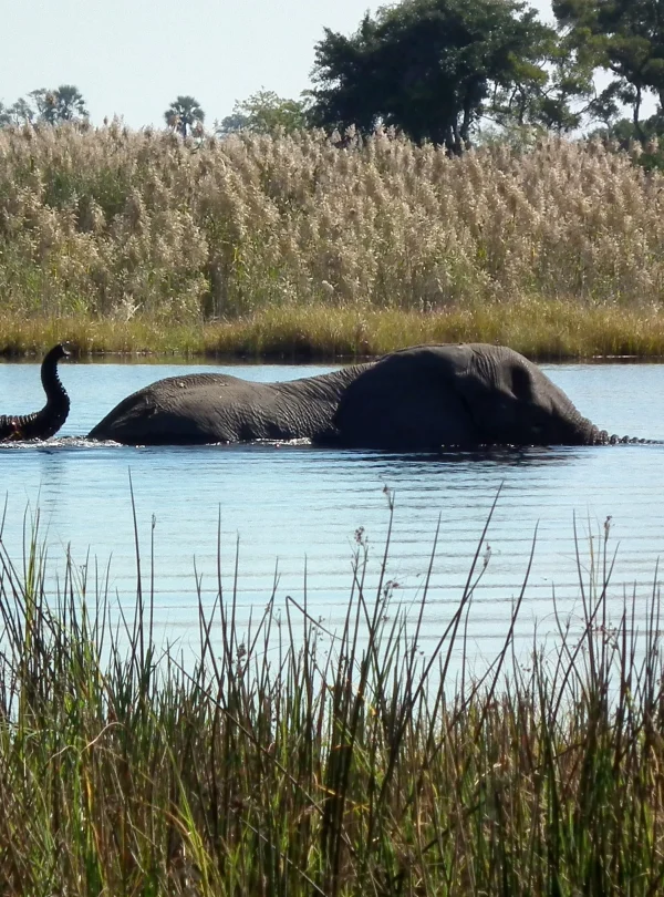 Botswana Discovery - Lodge Safari