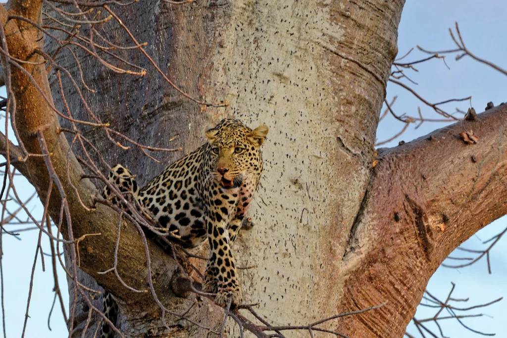 Tanzania - I parchi del sud