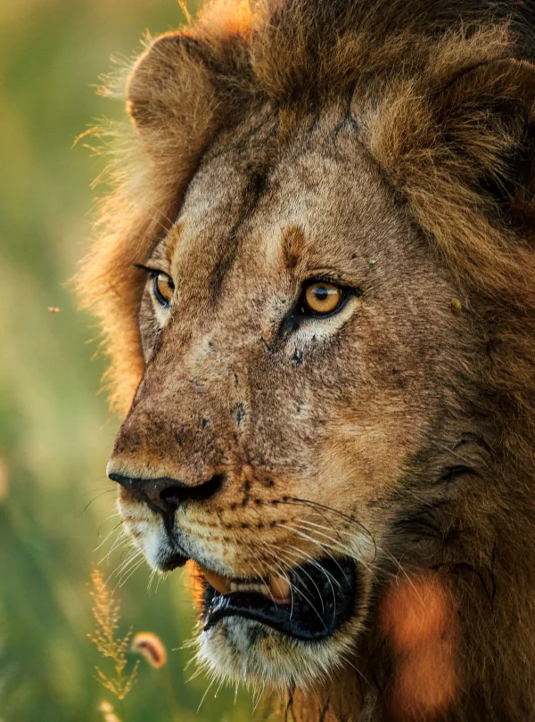 Botswana – Jack's Camp