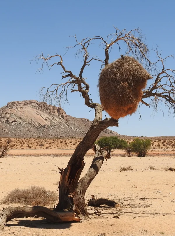 Botswana - Kalahari Safari - Camping Safari