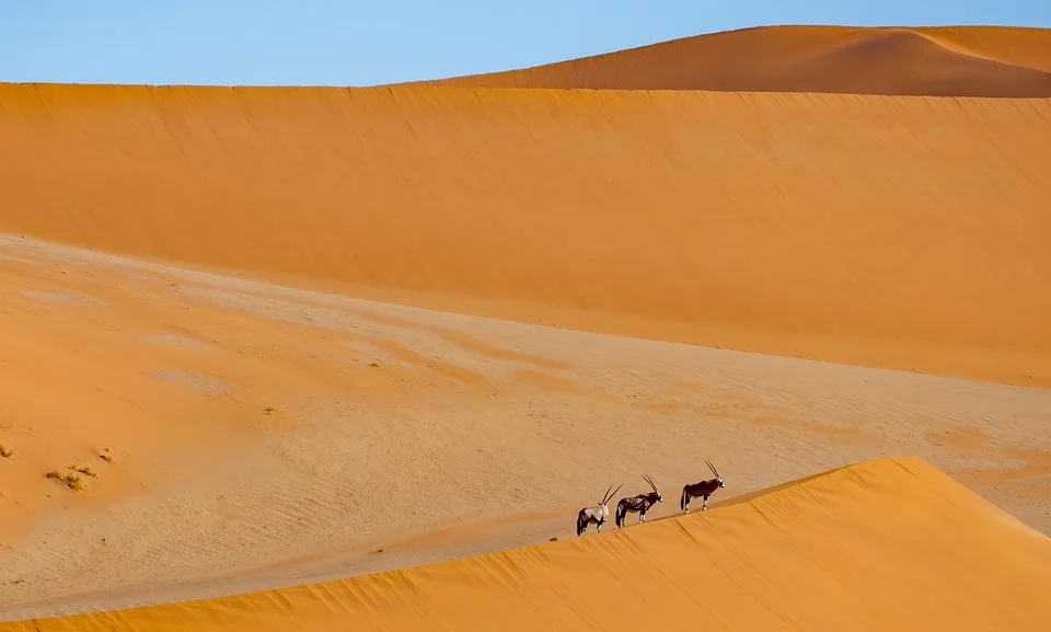 Zimbabwe, Botswana e Namibia - Wild Experience