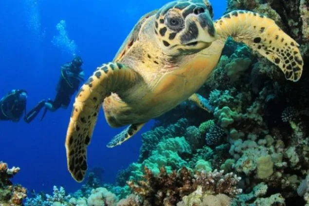 Tanzania e Mafia Island - Safari Essence e mare