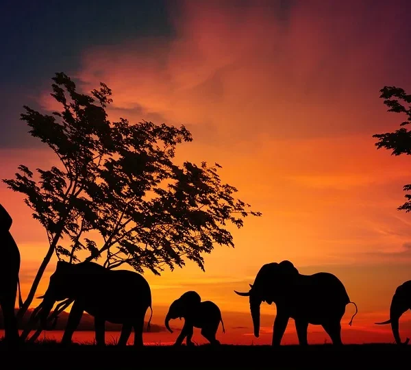 Ole Serai Luxury Camp Turner Springs