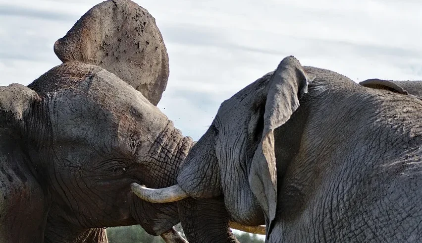 Kenya - Kilambo Train Safari da Nairobi a Mombasa