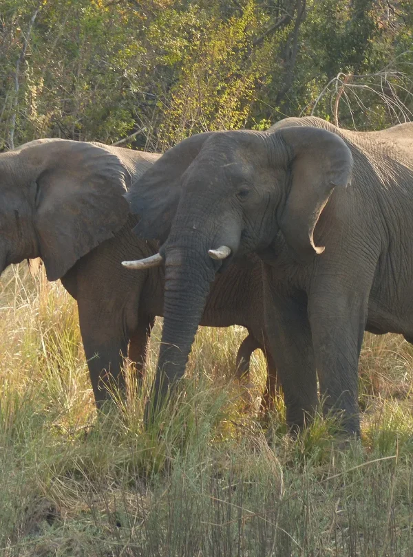 Overland - Trade route