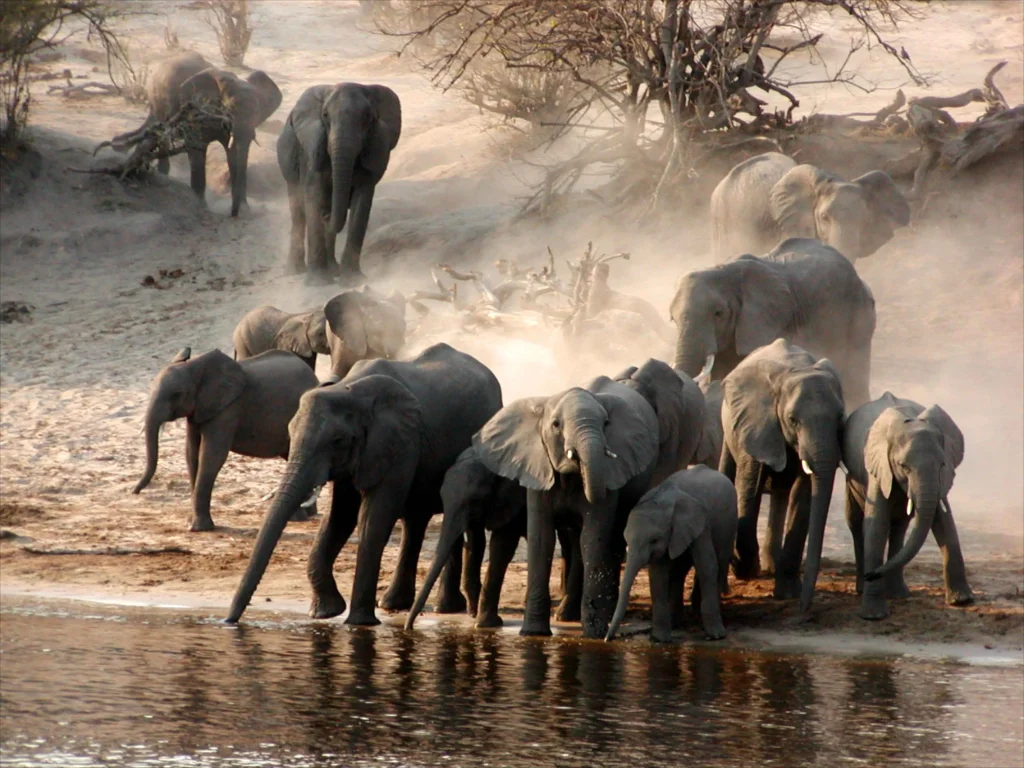 Tarangire Kuru Treetops Lodge
