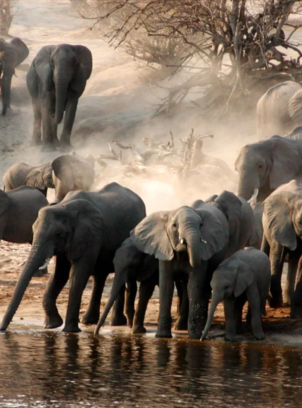 Tarangire Kuru Treetops Lodge