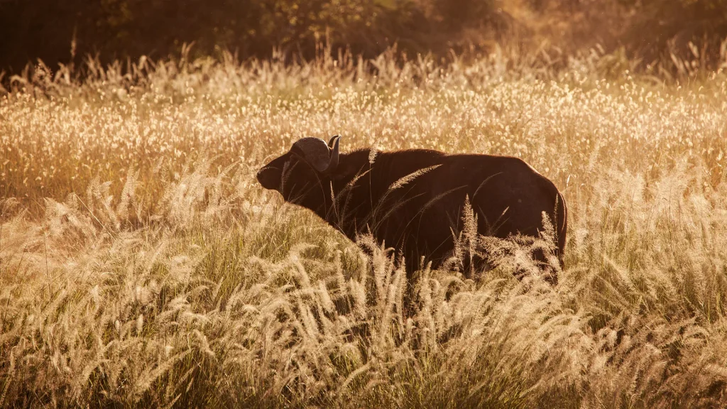 Kenya - Elsa's Kopje Meru