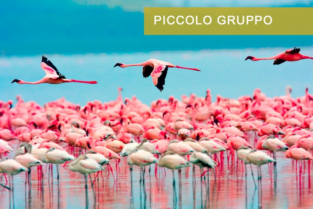Fenicotteri Lago Nakuru Kenya