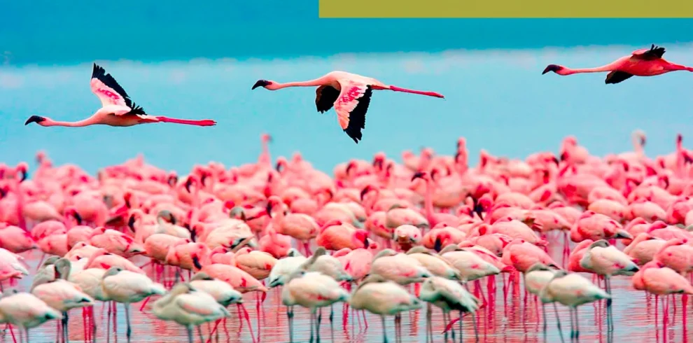 Fenicotteri Lago Nakuru Kenya