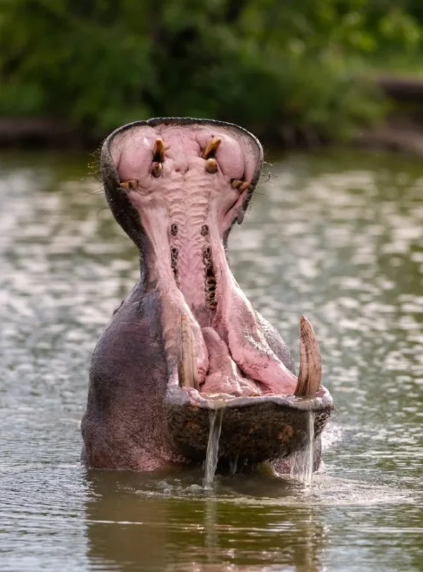 Sud Africa – Kruger Shalati - The train on the bridge