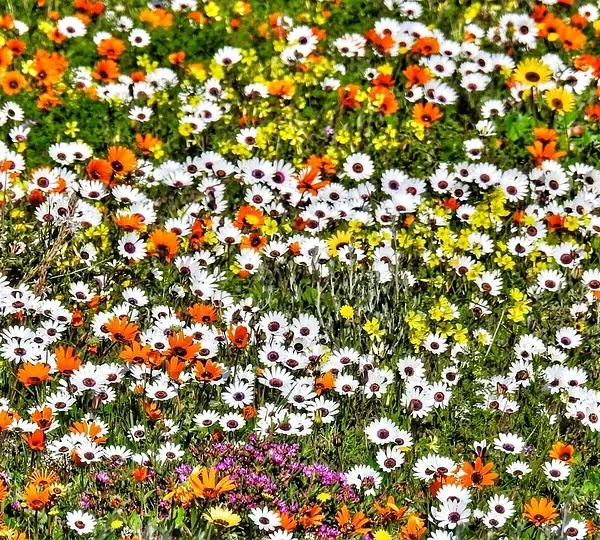 Transkalahari Adventure