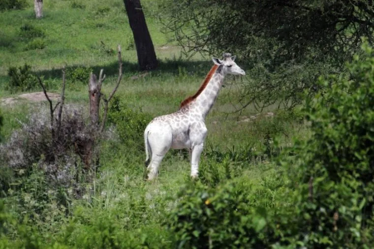 Kenya – rara giraffa bianca avvistata a Ishaqbini Hirola Con…