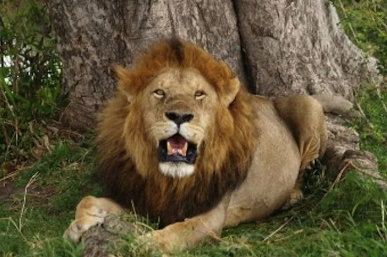 Zimbabwe – Sospensione della caccia ai grandi felini