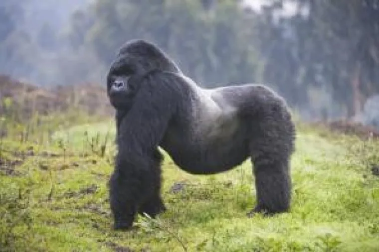 Un simbolo dell’Africa a rischio: il Gorilla si sta estinguendo