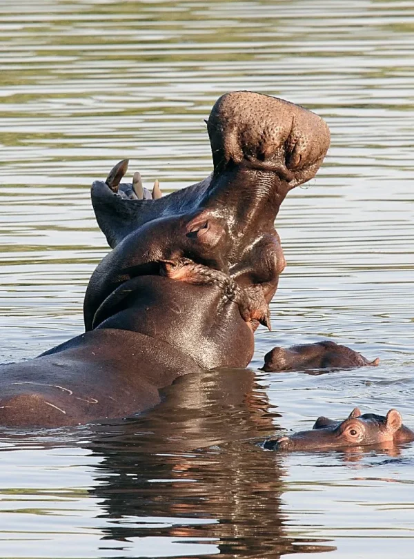 Sud Africa - Mahlori Tour