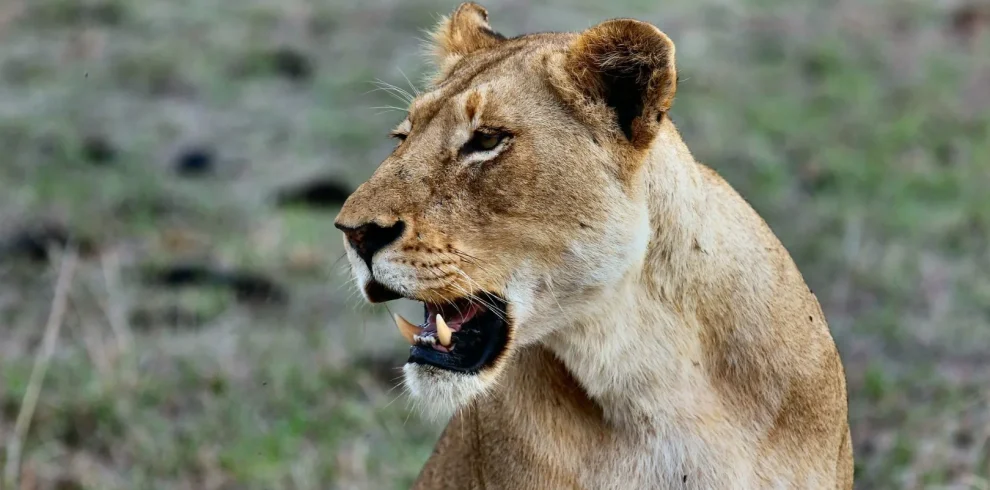 Tanzania - I grandi parchi del Nord