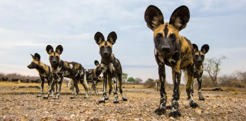 Tanzania - I parchi del sud