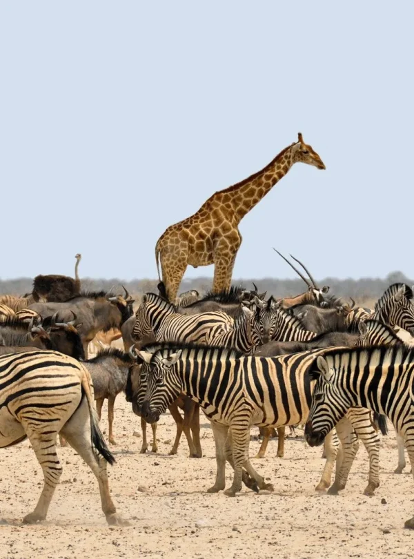 Affascinante Namibia - Self drive 4X4