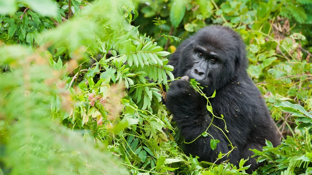 Uganda - Nilo Safari
