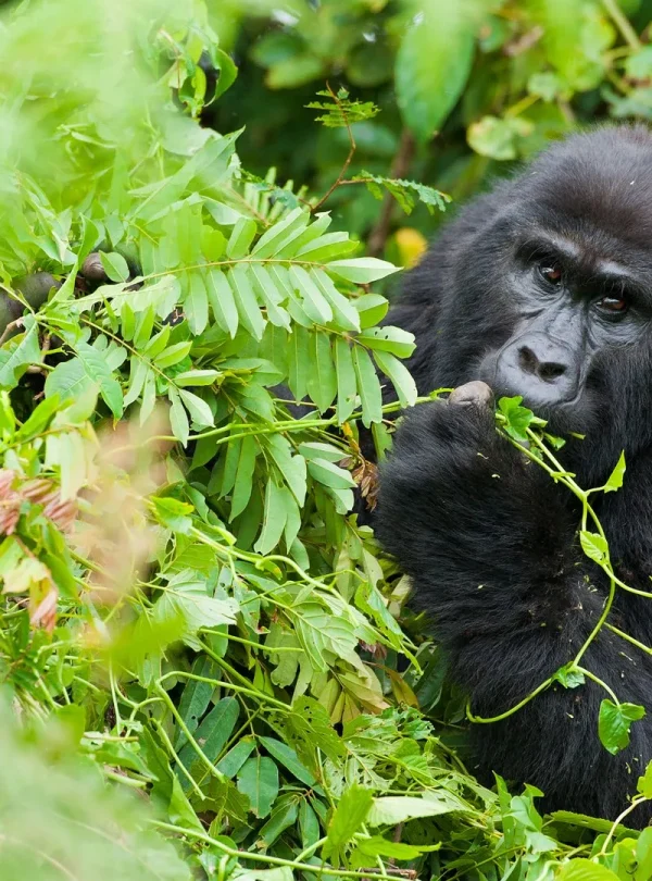 Uganda - Nilo Safari