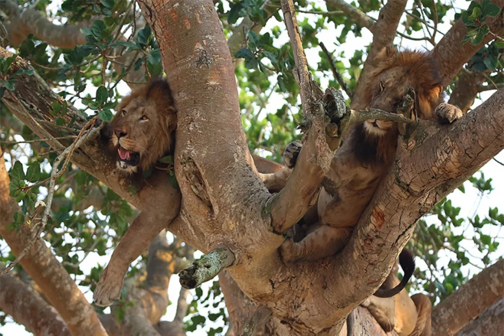 Uganda e Rwanda - Mille colline d'Africa