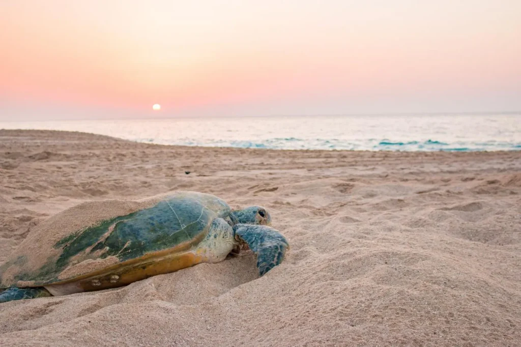 Oman - Dalle montagne alla spiaggia