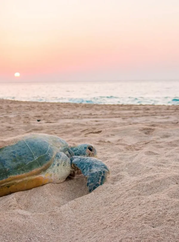 Oman - Dalle montagne alla spiaggia