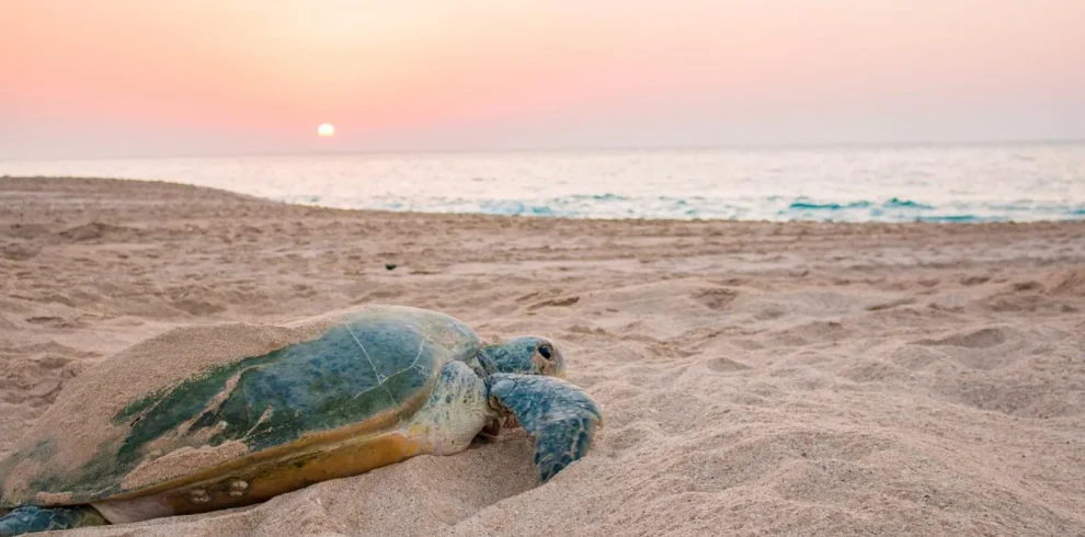 Oman - Dalle montagne alla spiaggia