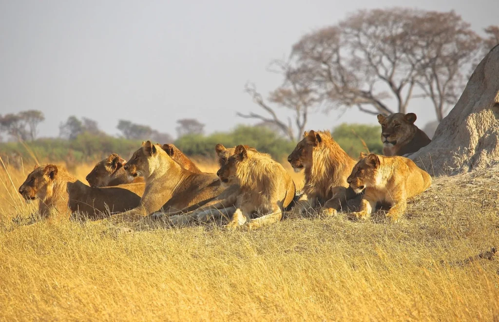 Botswana - Lion Safari - Camping Safari