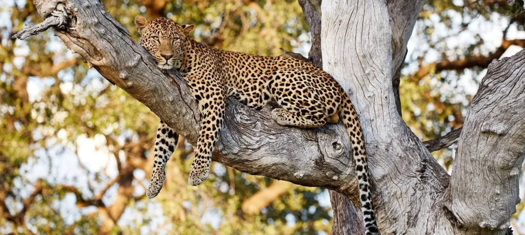 Botswana - Leopard Safari - Camping Safari