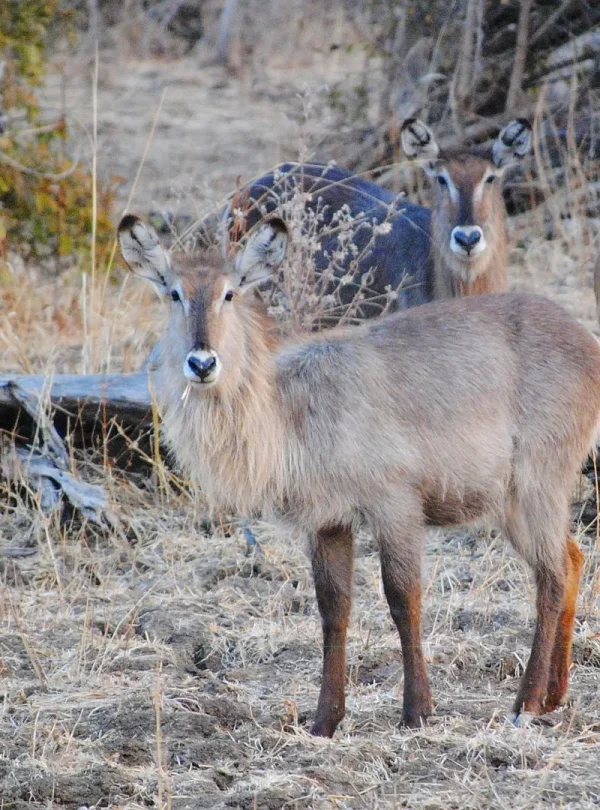 Emozioni dal bush - In lodge