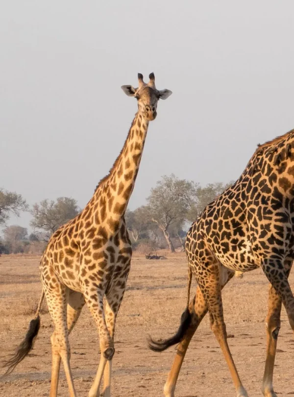 Emozioni dal bush - In lodge