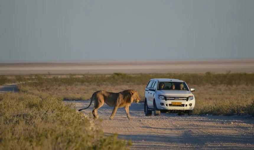 Safari guidato o in self drive?