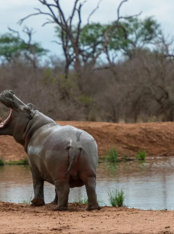 Sud Africa - Self drive tra Kruger, Swaziland e Natal 1