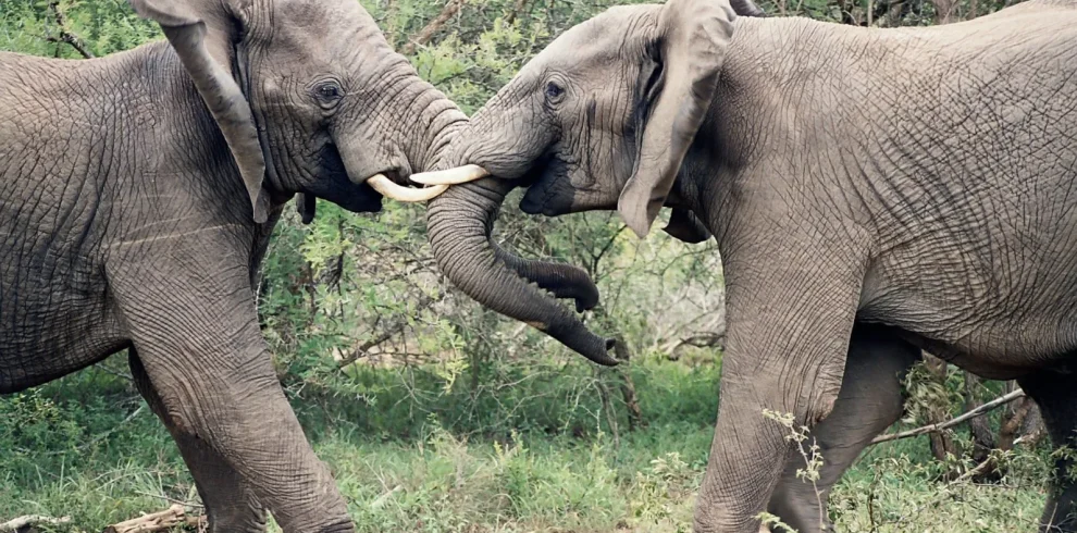 Sud Africa - Self drive tra Kruger, Swaziland e Natal 1