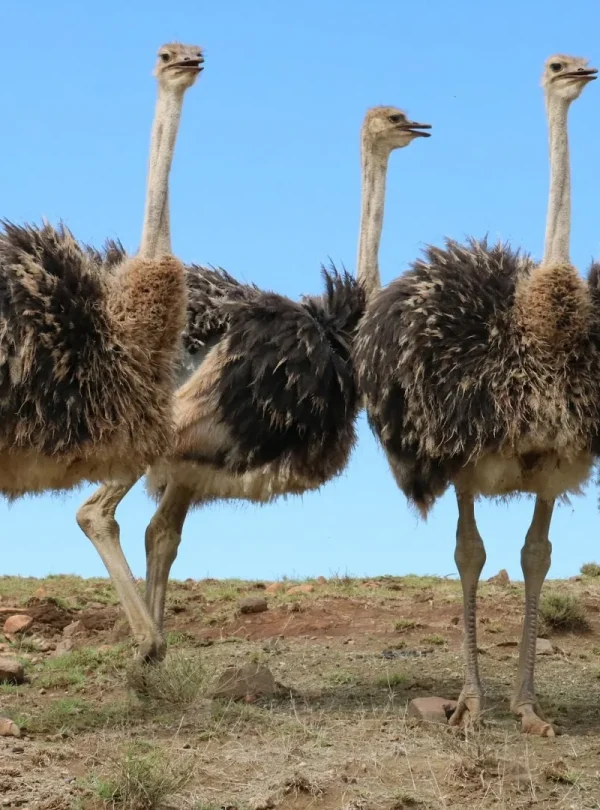 Sud Africa - Self drive Garden Route