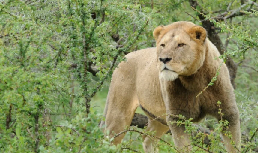 Il Leone che ha perso la sua criniera