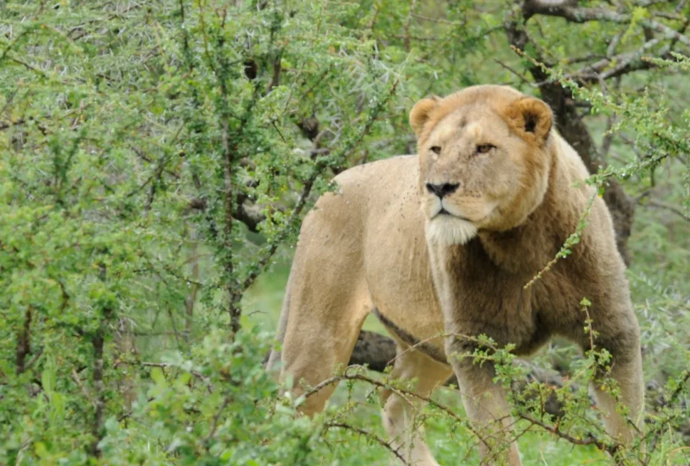 Il Leone che ha perso la sua criniera