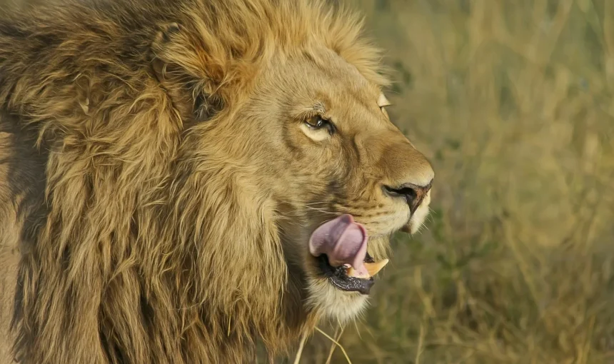 Guida ai wildlife safari