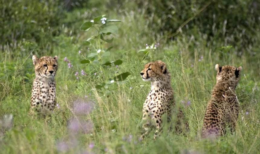 Ghepardi – Vivere al limite