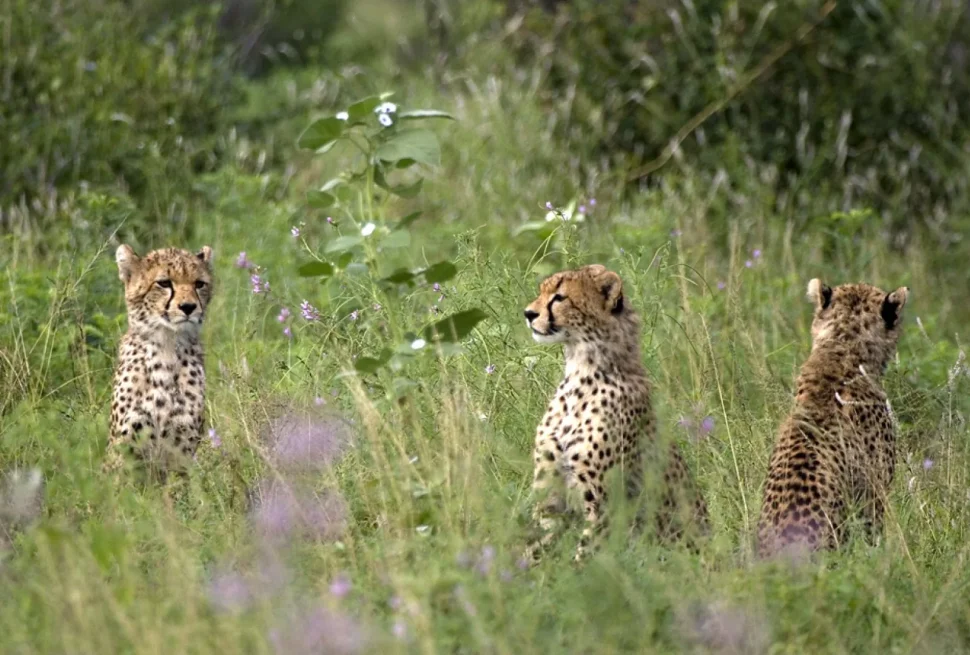 Ghepardi - Vivere al limite