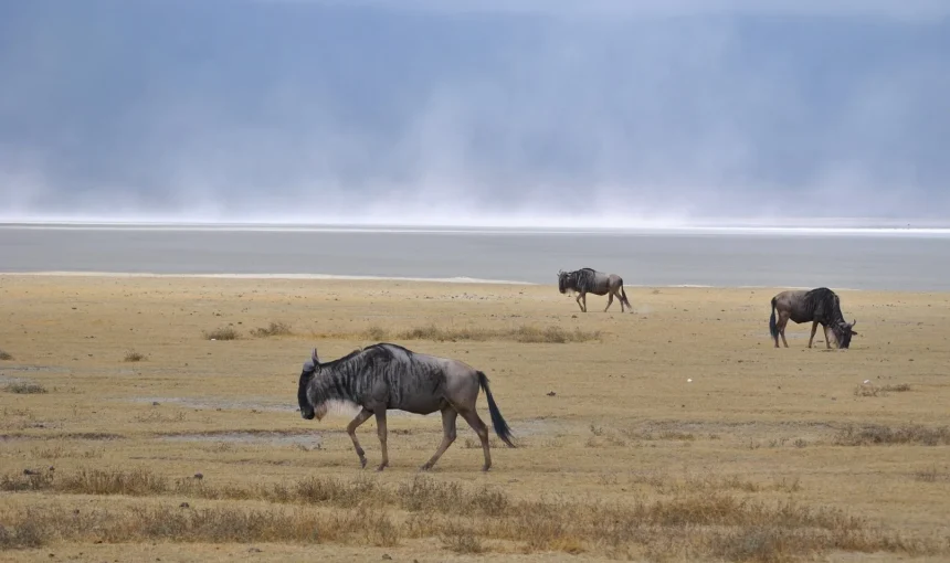Cosa fare in Tanzania, i nostri suggerimenti
