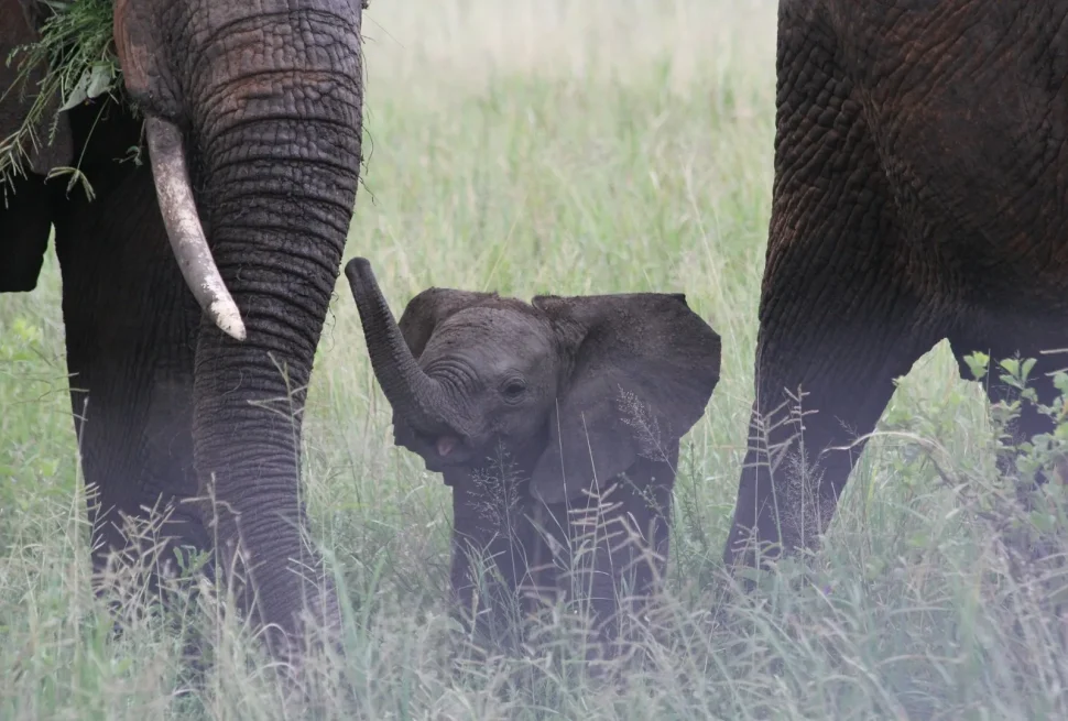Safari in Africa con i bambini