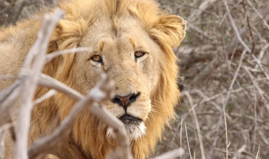 3 idee di safari dall’ottimo rapporto qualità-prezzo