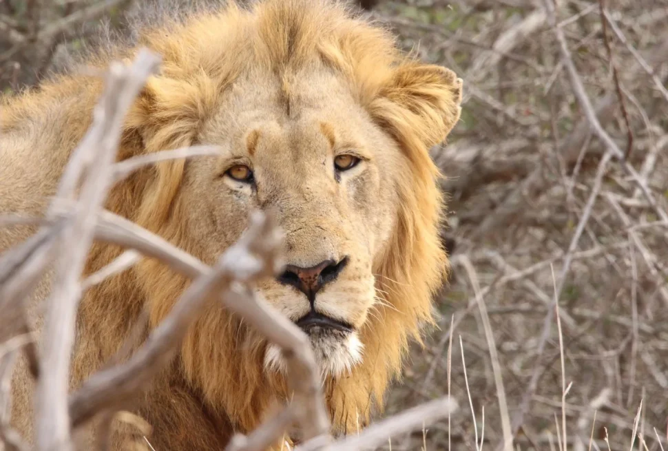 3 idee di safari dall'ottimo rapporto qualità-prezzo