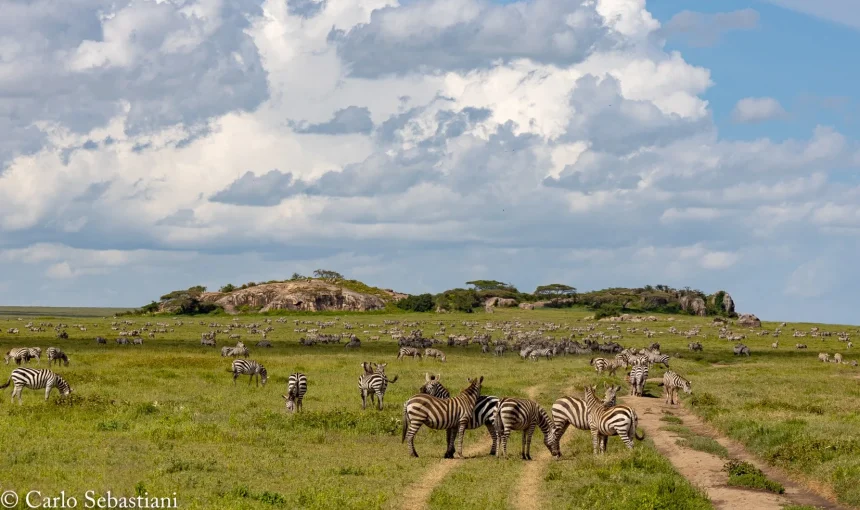 Mal d’Africa: “memoria genetica”