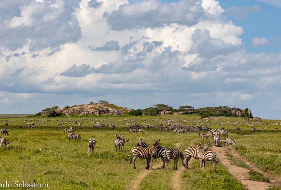 Mal d’Africa: “memoria genetica”