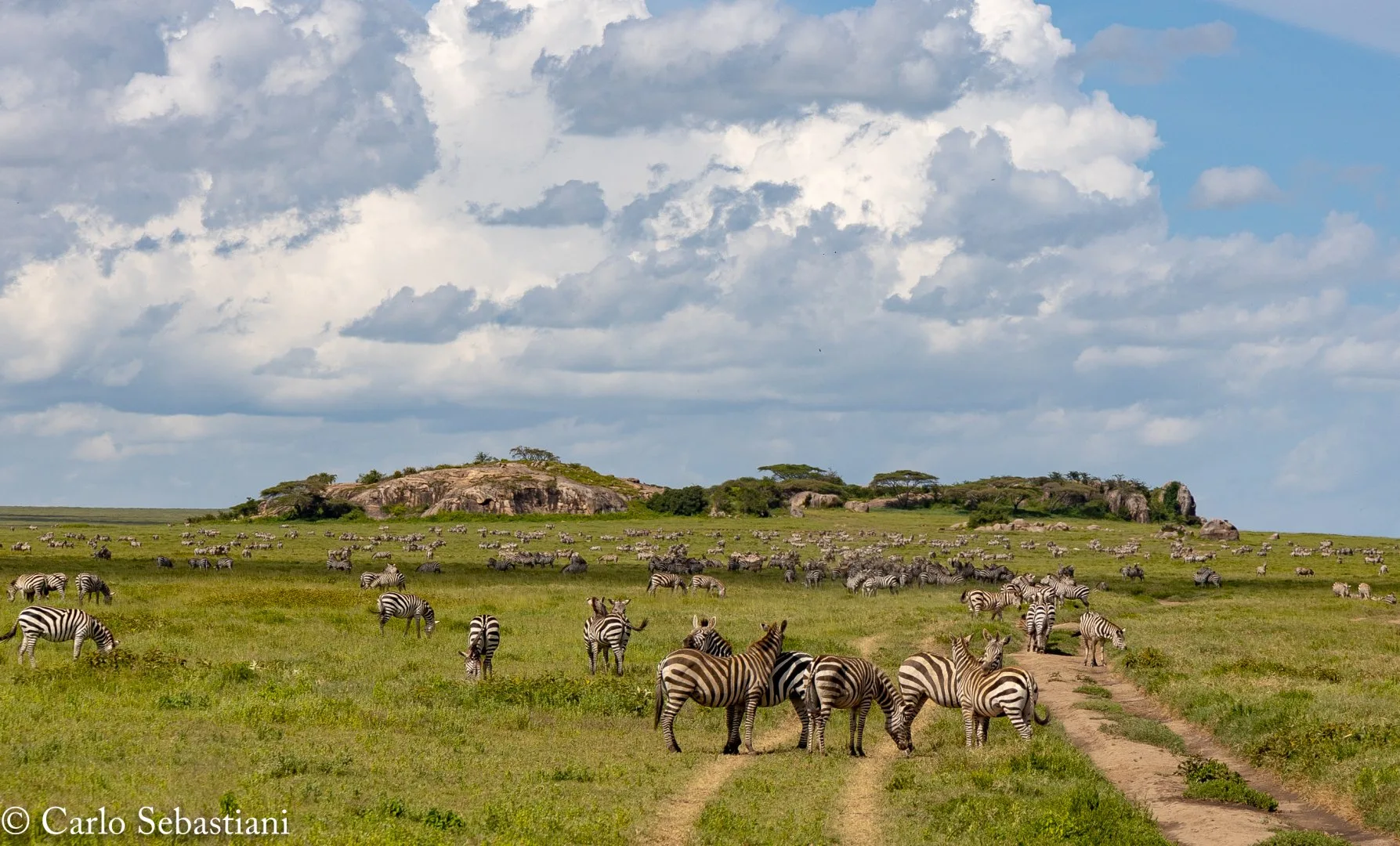 Mal d’Africa: “memoria genetica”
